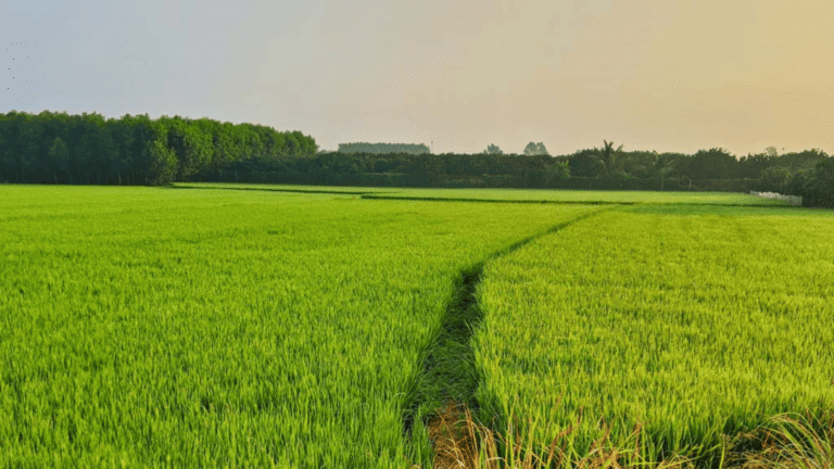 Agriculture Land